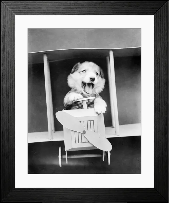 Framed Print : Doggy Aviator Framed Print : Doggy Aviator