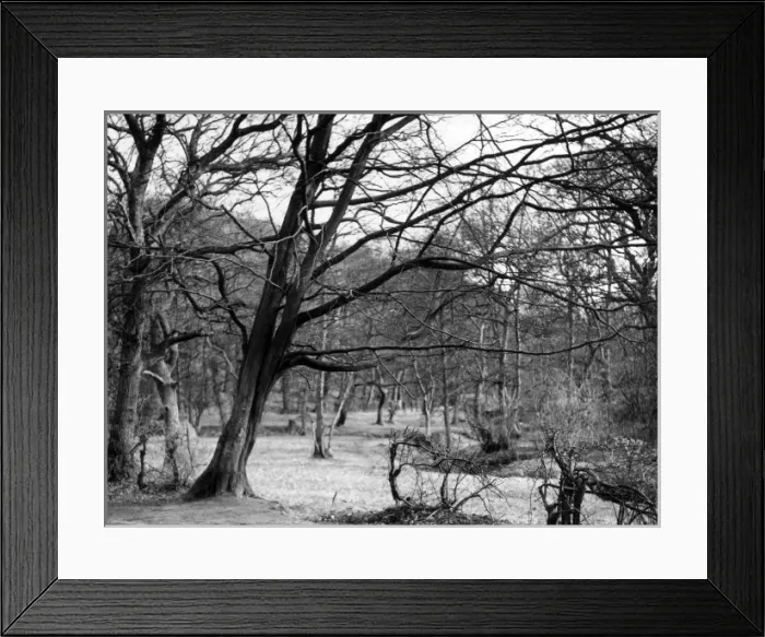 Framed Print : Bare Spring Branches Framed Print : Bare Spring Branches