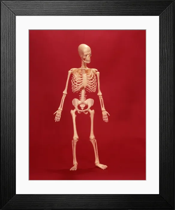 Framed Print : Human Skeleton Framed Print : Human Skeleton