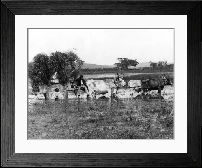 Framed Print : Argentinian Farmer Framed Print : Argentinian Farmer