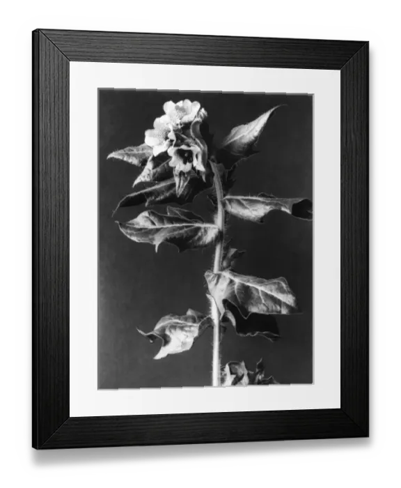 Framed Print : HENBANE. Henbane (Hyoscyamus Niger), is wild, poisonous plant Framed Print : HENBANE. Henbane (Hyoscyamus Niger), is wild, poisonous plant