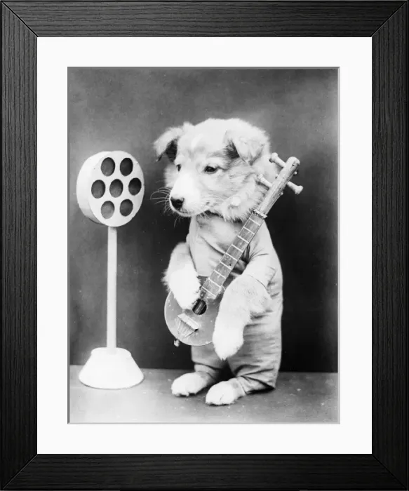 Framed Print : Doggy Rock Star Framed Print : Doggy Rock Star
