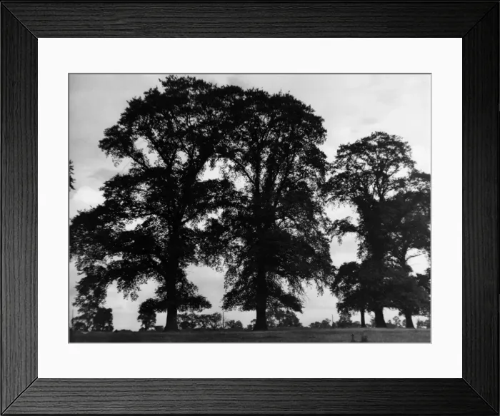 Framed Print : ELM TREES. Elm trees. Date: 1939 Framed Print : ELM TREES. Elm trees. Date: 1939