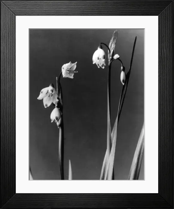 Framed Print : Loddon Lily Framed Print : Loddon Lily