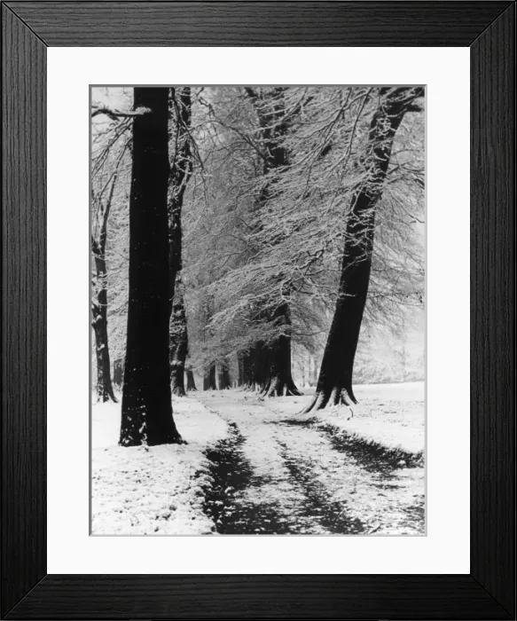 Framed Print : Winter Beech Trees Framed Print : Winter Beech Trees