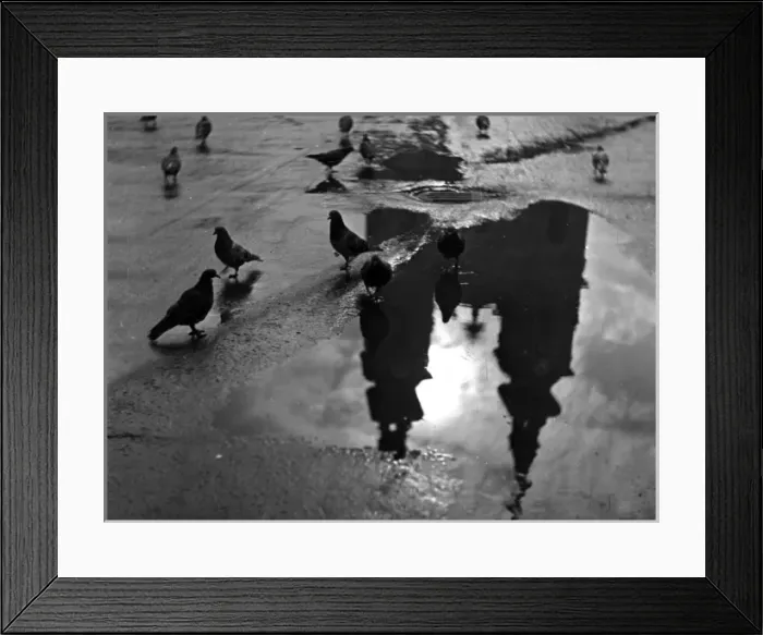 Framed Print : Pigeon Study Framed Print : Pigeon Study