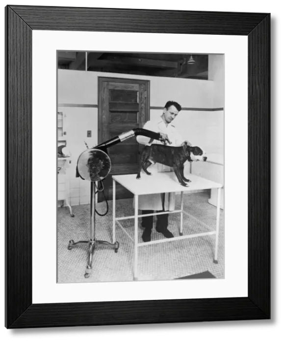 Framed Print : Blow Drying a Bulldog Framed Print : Blow Drying a Bulldog