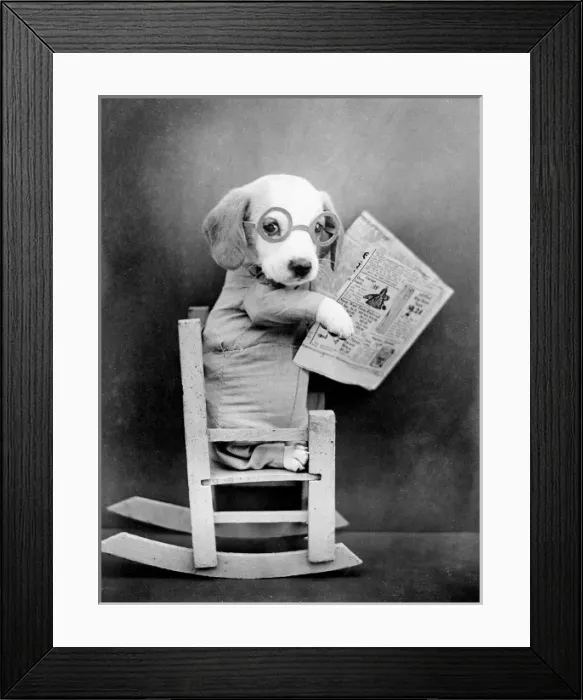 Framed Print : Beagle Newsreader Framed Print : Beagle Newsreader