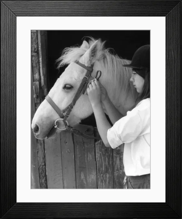 Framed Print : Girl Bridling Horse Framed Print : Girl Bridling Horse