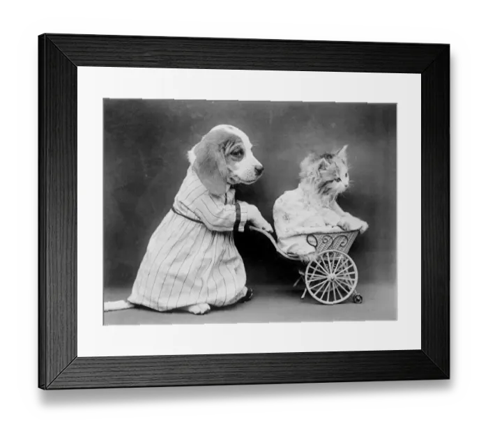 Framed Print : Pushing Kitten Along Framed Print : Pushing Kitten Along
