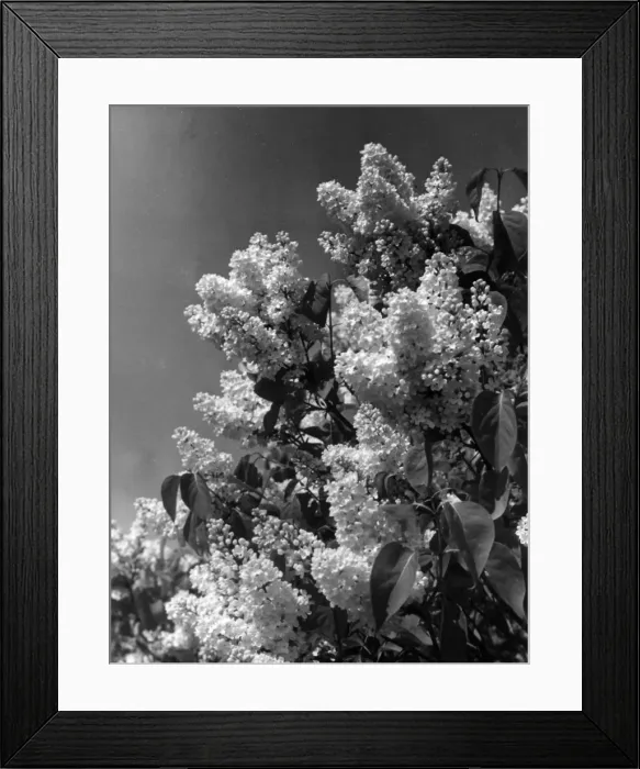 Framed Print : White Lilac Framed Print : White Lilac