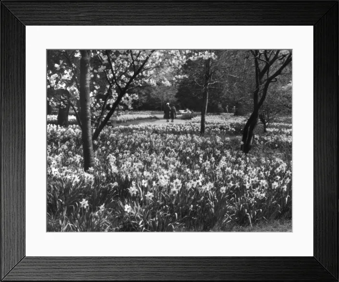 Framed Print : Hampton Court Daffodils Framed Print : Hampton Court Daffodils