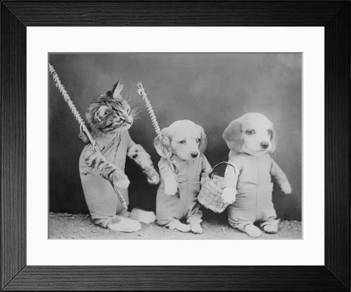 Framed Print : Cat and Dogs, Friends Framed Print : Cat and Dogs, Friends