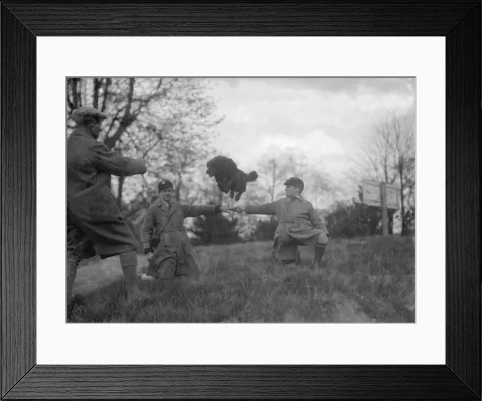 Framed Print : Jumping Sheepdog Framed Print : Jumping Sheepdog