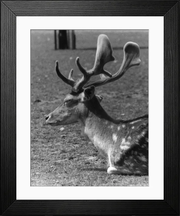Framed Print : A Stags Head Framed Print : A Stags Head