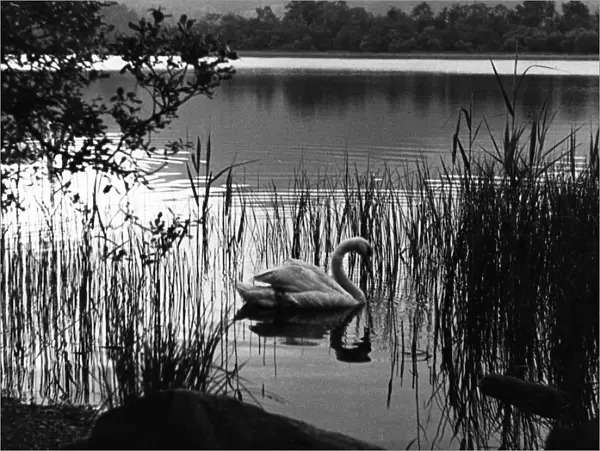 Swan Among Reeds