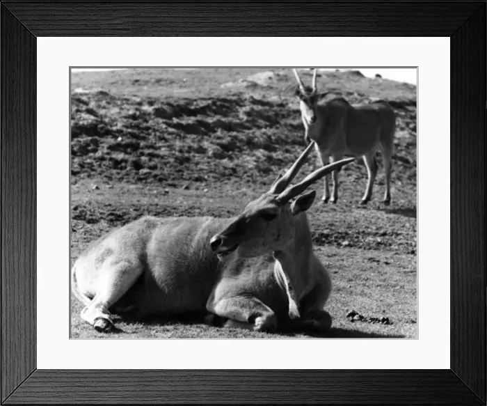 Framed Print : Eland Antelopes Framed Print : Eland Antelopes