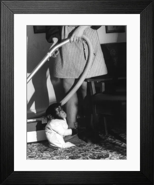 Framed Print : Vacuuming with a Chimp