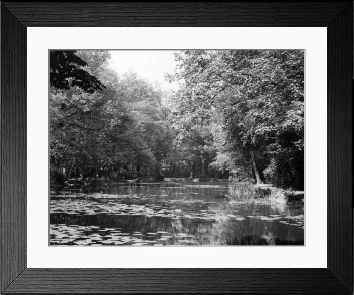 Framed Print : Water Lilies at Wanstead Framed Print : Water Lilies at Wanstead