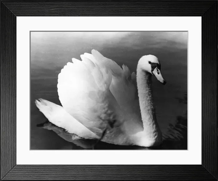 Framed Print : SWAN STUDY Framed Print : SWAN STUDY
