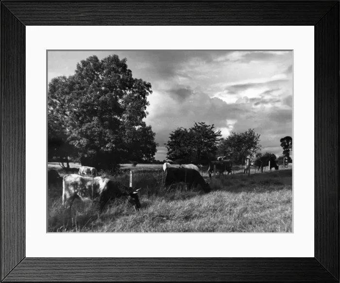 Framed Print : Grazing Cows Framed Print : Grazing Cows