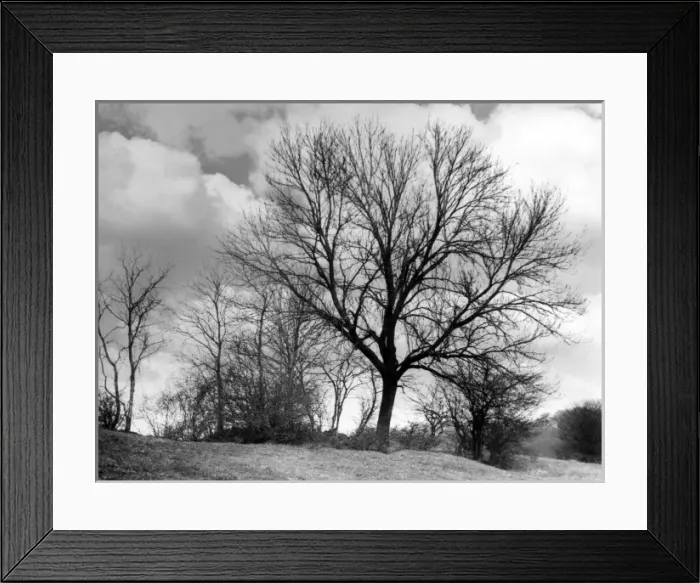 Framed Print : ASH TREES. Ash trees in winter. Date: 1950s Framed Print : ASH TREES. Ash trees in winter. Date: 1950s