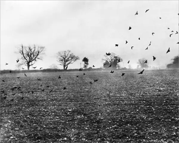 Rooks Attacking Crops