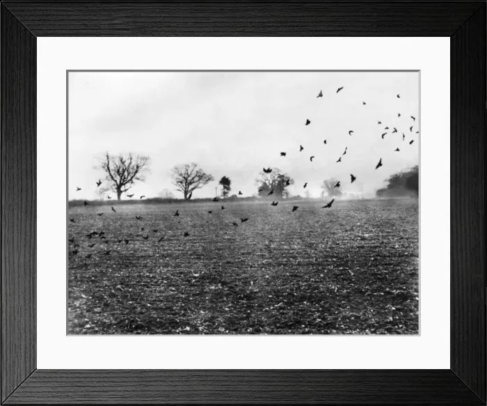 Framed Print : Rooks Attacking Crops Framed Print : Rooks Attacking Crops