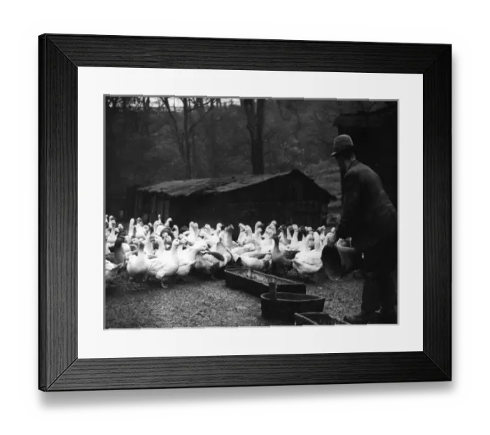 Framed Print : Feeding Geese Framed Print : Feeding Geese