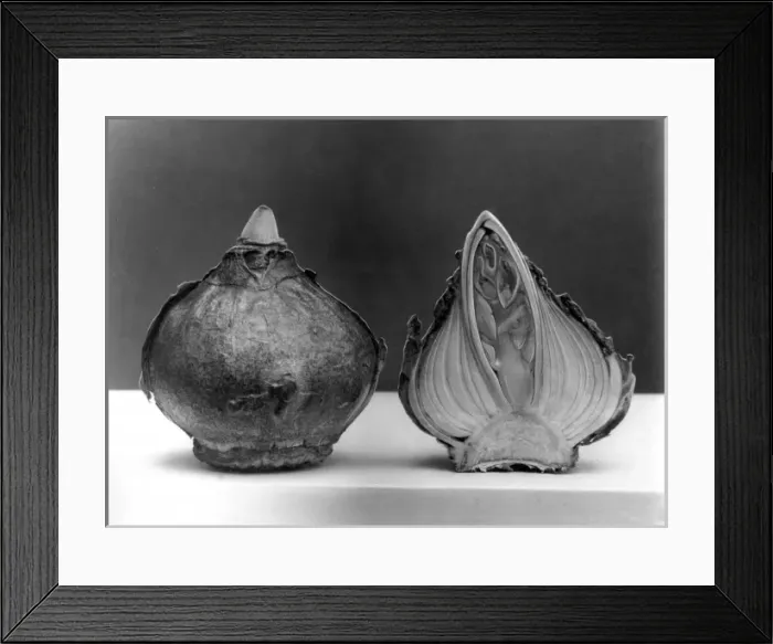 Framed Print : Hyacinth Bulb Framed Print : Hyacinth Bulb