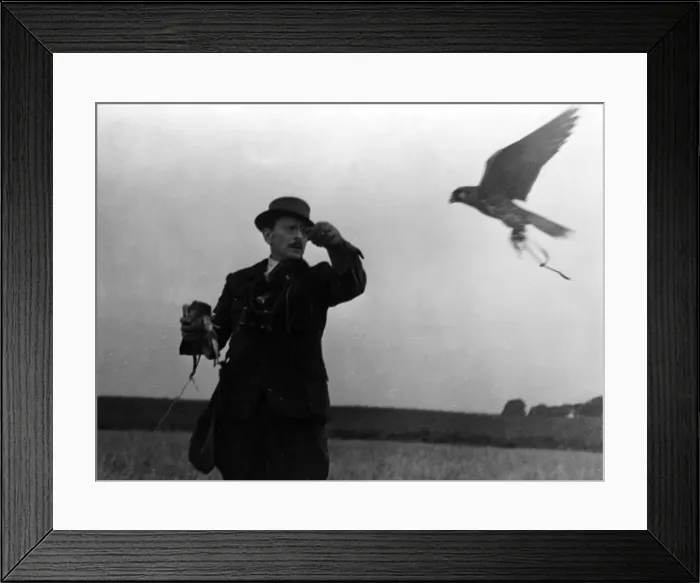 Framed Print : Falconry : the Return Framed Print : Falconry : the Return
