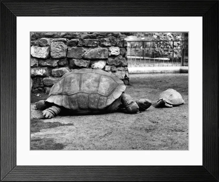 Framed Print : Little & Large Tortoises Framed Print : Little & Large Tortoises