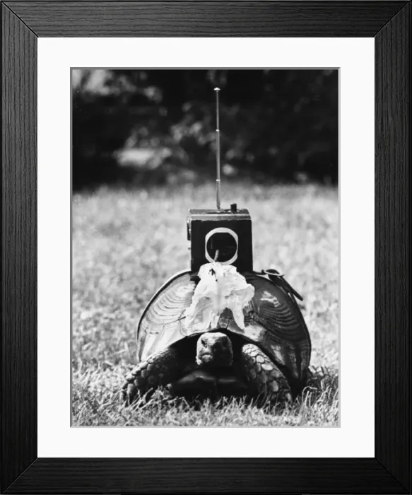 Framed Print : Radio-Control Tortoise Framed Print : Radio-Control Tortoise