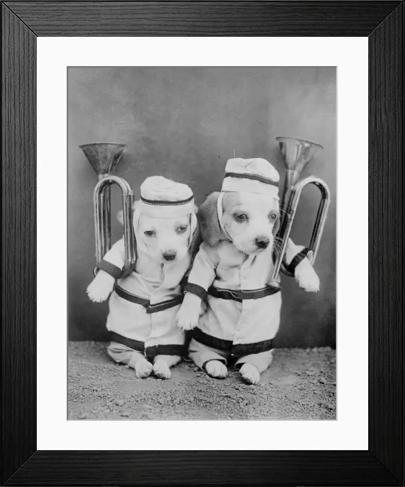 Framed Print : Doggy Brass Band Framed Print : Doggy Brass Band