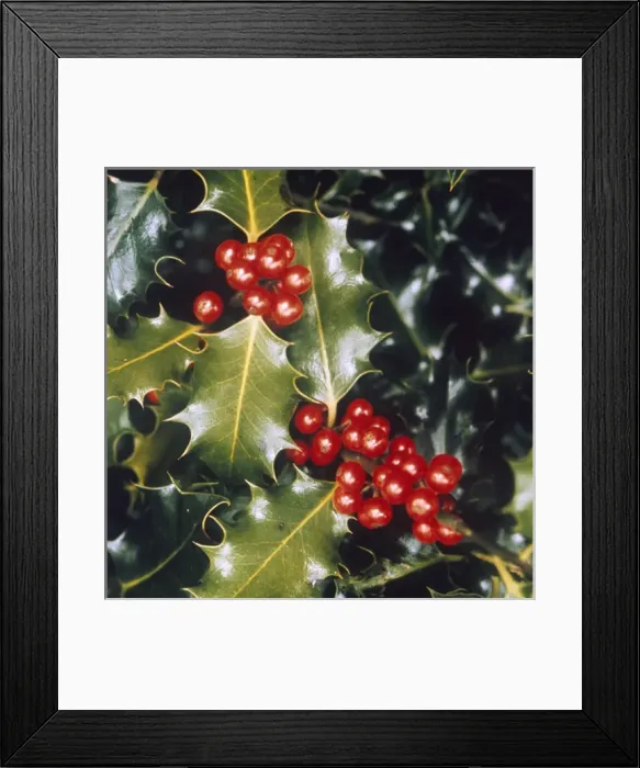 Framed Print : Holly Berries Framed Print : Holly Berries