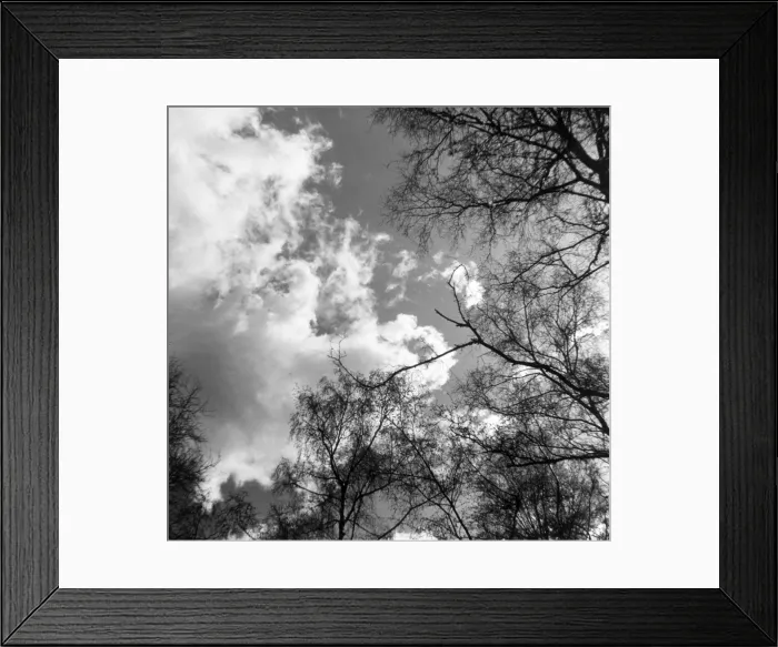 Framed Print : Trees and Clouds Framed Print : Trees and Clouds