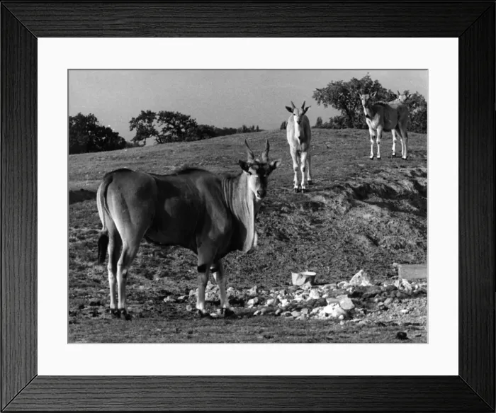 Framed Print : Herd of Eland Framed Print : Herd of Eland