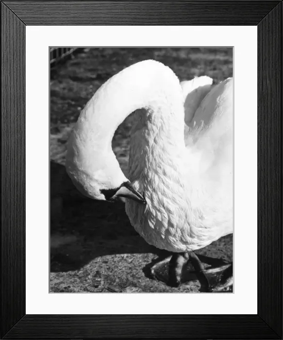 Framed Print : Preening Swan Framed Print : Preening Swan