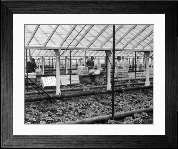 Framed Print : Packing Lettuces Framed Print : Packing Lettuces