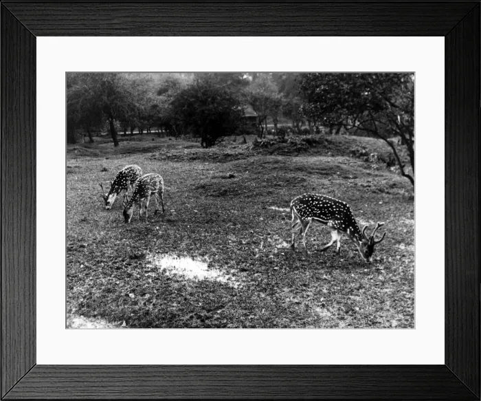 Framed Print : Deer at Whipsnade Zoo Framed Print : Deer at Whipsnade Zoo