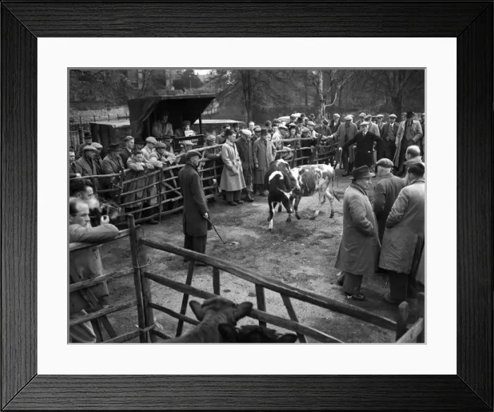 Framed Print : Cattle Market Framed Print : Cattle Market