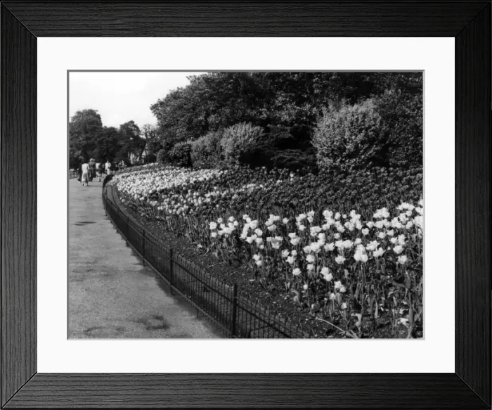 Framed Print : Regents Park Tulips Framed Print : Regents Park Tulips