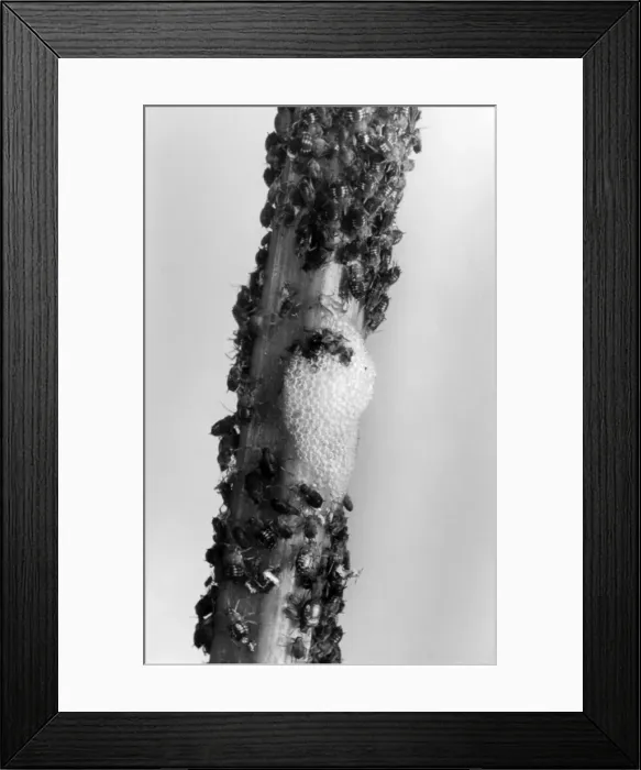 Framed Print : Black Fly & Cuckoo Spit Framed Print : Black Fly & Cuckoo Spit