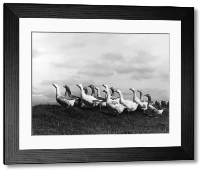 Framed Print : A Gaggle of Geese Framed Print : A Gaggle of Geese