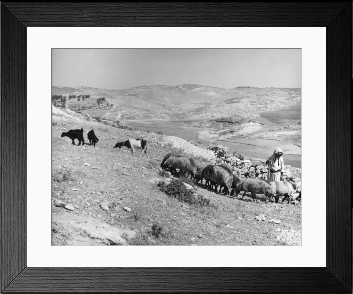 Framed Print : Israeli Shepherd Framed Print : Israeli Shepherd