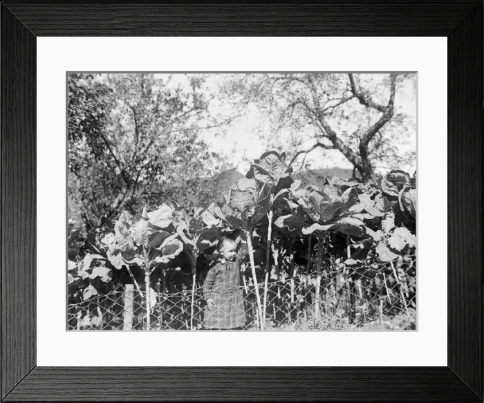Framed Print : Giant Cabbages Framed Print : Giant Cabbages