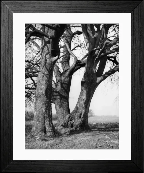 Framed Print : Beech Trees Framed Print : Beech Trees