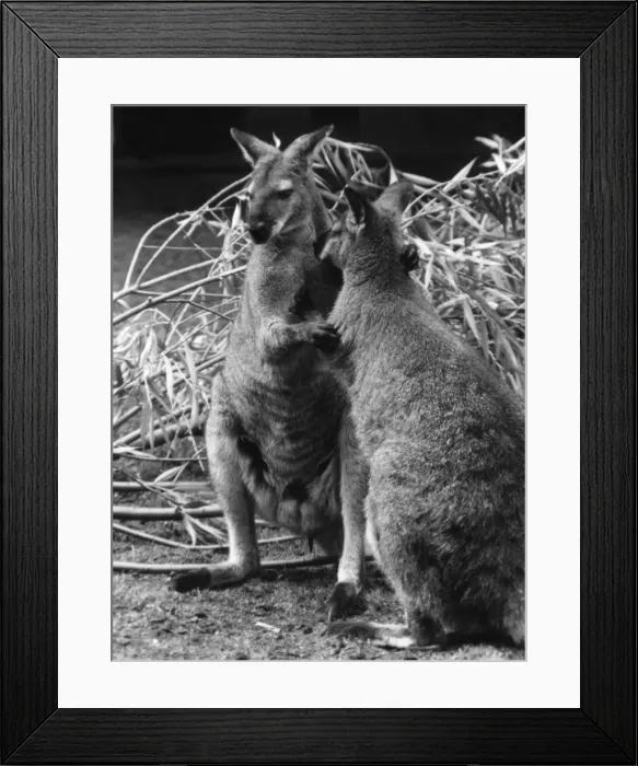 Framed Print : Bennetts Wallabies Framed Print : Bennetts Wallabies