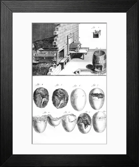 Framed Print : Chick in Egg / 18th C Framed Print : Chick in Egg / 18th C