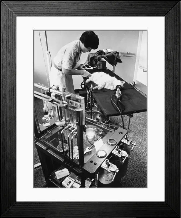 Framed Print : Cat on Operating Table Framed Print : Cat on Operating Table